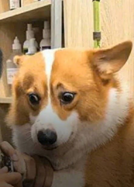 뭐야이거 · 동물반응 짤