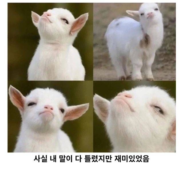 틀렸지만재미있었음 · 동물반응 짤